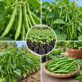 Live Green Bean Plant, Bean Bush Plants, 3-5 Inches Tall