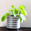 2 Pilea Peperomioides Live Plants, Pilea Peperomioides Plants Indoor, House Plants Indoors Live No Pot for Planting
