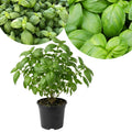 Sweet Basil Live Plant, Live Basil Herb Plant, Ready to Grow Indoor Outdoor, Well Rooted Herbs 3-5 Inches Tall