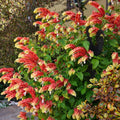 Set 2 Red Shrimp Live Plants, Justica Brandegeana Plant, 4-7 Inches Tall, Ready for Garden Planting