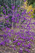 Purple Beautyberry Plant in 4 Inch Pot, Hardy Beauty Berry Shrub, Outdoor Berry Plant for Garden