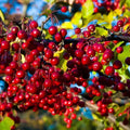 Red Chokeberry Plant Live, 9 Months Old Aronia Plants Shrub Bush, 6 to 12 Inc Plant