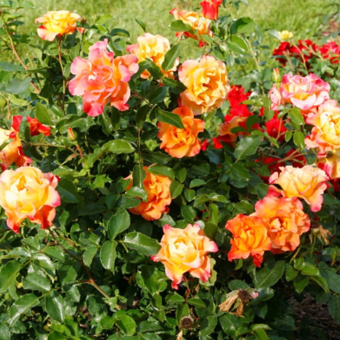 Golden Orange Yellow Roses Plant Live, Multi Color Blooms Rose Bushes Shrubs Live Plant, Orange Gold Rose for Planting, Starter Size, 4 to 10 Inc Tall