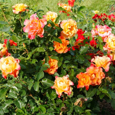 Golden Orange Yellow Roses Plant Live, Multi Color Blooms Rose Bushes Shrubs Live Plant, Orange Gold Rose for Planting, Starter Size, 4 to 10 Inc Tall