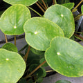 2 Pilea Peperomioides Plants, Pilea Peperomioides Tree Plants Indoor, Peperomioides House Plants Live No Pot for Planting