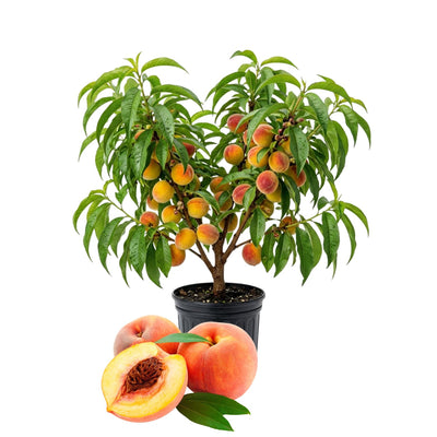 Patio Peach Live Plant, Sweet Peach Fruit Tree, 1-2 Ft Tall