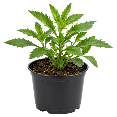 Epazote Live Plant for Planting, Well Rooted Epazote Plants, Perennial Herb for Outdoor Garden 4-8 Inches