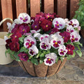 2 Mix Pansy Plants 3-5 Inches, Colorful Flowering Annual, Pansies Flower Well Rooted in 4'' Pot, Outdoor Garden Planting
