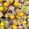 Cape Gooseberry Plant in 4" Pot, Well Rooted Golden Berry Fruit Plant 7-10 Inches, Outdoor Growing