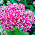 Autumn Sedum Plant Live, Quart Pot, Sucullent Plant Live Indoor Outdoor, Sedum Flower Live Plant from 4 to 6 Inc Tall