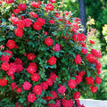 Roses Plant Live, in Pot, Fragrant Roses Flowers, Everblooming Ornamental Garden (Red)