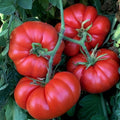 Tomato Plant Live 4 Inch Pot, Small Fruit Tomato Plant for Raised Beds, Patio Containers or Outdoor Growing, 4-6 Inches (Beefsteak Tomato)