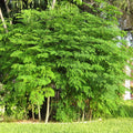 2 Moringa Trees Live Plants, Malunggay Drumstick Horseradish Tree, Moringa Oleifera 6"-8" Tall for Planting