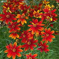 Red Coreopsis Plant Live, 3-5 Inch Tall, Hardy Red Tickseed Flower Plant, Flowering Perennial Garden and Patio, No Pot