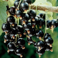 Live Currant Bush Plant Fast Growing, Ready Bear Fruit Within 1 Year - No NC, WV, NH, 6-14" Tall, Great for Backyard or Orchard Growing, Currant Plant (Black)
