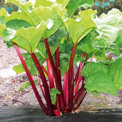 Large Rhubarb Roots, Red Rhubarb Crowns for Planting, Fast Growing Annual