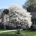 Magnolia Tree Live Plant for Planting, Magnolia Flowers Bush 6 to 12 Inches Height, in Pot, Fragrant Magnolia Shrub (Star Magnolia)