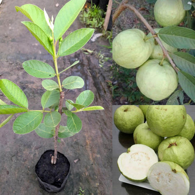 Guava Tree Live Plant, White Guava Plant Live Fruit Tropical Guava Seedling Planting Growing, 6 to 8 Inc