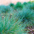2 Blue Fescue Grass Plants Live for Planting, 4" Pot, Blue Fescue Ornamental Grass Live Plants Indoor Outdoor Garden