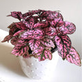 Rose Polka Dot Plant Live, Variegated Hypoestes Rare Indoor Houseplant, 2.5'' Pot