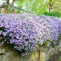 Blue Phlox Live Plant, Creeping Phlox Perennial, Blue-Purple Lavender Creeping Phlox, 1 to 3 Inc Starter Plant and Well Rooted