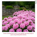 Soft Pink Phlox Plant Live 3-5" Tall, Phlox Live Plant, Flowering Perennial for Garden and Borders, No Pot