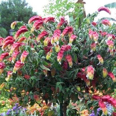 Set 2 Red Shrimp Live Plants, Justica Brandegeana Plant, 4-7 Inches Tall, Ready for Garden Planting
