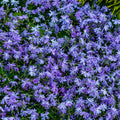 2 Live Creeping Phlox Plants Flower Starter Plant Groundcover, Blue Phlox Starter Plant, 3 to 6 Inches Tall