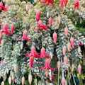Cotyledon Pendens Succulent Live Plant for Planting, 4 Inch Pot, Trailing Succulent Cactus Plants Indoor Houseplant
