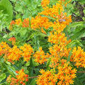 Set 3 Milkweed Plants Live, Orange Milkweed Flower Live Plant for Outdoor Indoor Gardening, Well Rooted, 4''