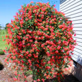 Honeysuckle Plant Live for Planting, Lonicera Honeysuckle Vine, Very Hardy, in 2.5 Inc Pot, Fragrant Red Bloom