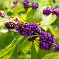 Beautyberry Tree Live Plant, Live Purple Beauty Berry Shrub in 4'' Pot, Outdoor Purple Berry Landscape Plant