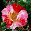 Fragrant Rose Plant Live Bush Shrub or Climbing, Old-Fashioned Roses Summer Rebloomer in 2.5 Inch Pot, Lanscape Rose Plant (Assorted) (Fourth of July)