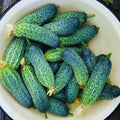 2 Cucumber Plants Live Outdoor, 4-7'' Long, Vine Vegetable Starter Plant