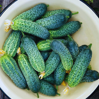 2 Cucumber Plants Live Outdoor, 4-7'' Long, Vine Vegetable Starter Plant