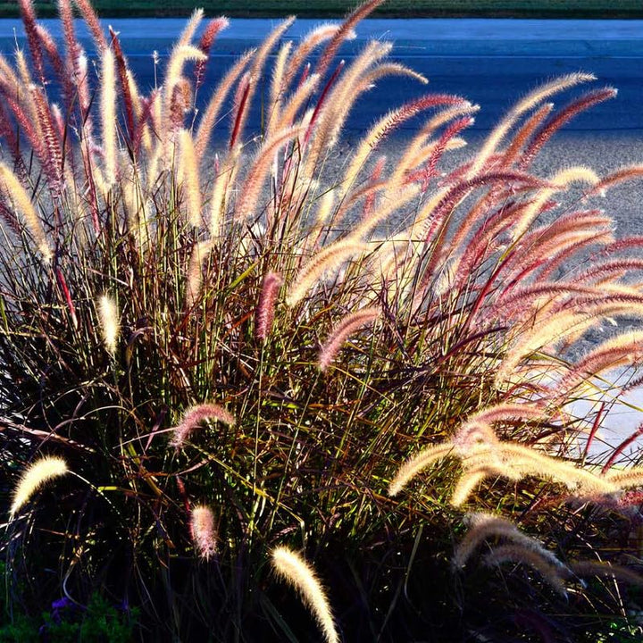 2 Red Purple Fountain Grass Plants, Perennial Ornamental Grasses, 4-8" Tall