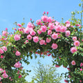 Pink Blossom Climbing Rose Live Plant, Can Grow As Rose Bushes Shrubs, Fragrant Ready to Plant, Starter Size, 5 to 10 Inc Tall, Dormant in Winter