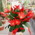 Easter Cactus Plant in 4'' Pot, Spring Blooming Succulent, Holiday Cactus, Indoor Flowering Houseplant (Red Blooms)