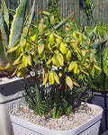 Frizzle Sizzle Albuca Plant Live in 3 Inc Pot, Albuca Live Plant Rare Succulent Plant Curly Grass Ready to Grow