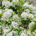 White Fringe Tree Plant in Quart Pot, 6 to 12 Inch Tall Fringe Plant for Garden, Fringe Tree Plants Live, Fringetree Starter Plant, White Flower Fringe Tree Plants
