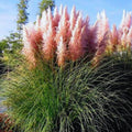 Pink Pampas Grass Plant Live, 4'' Potted, Perennial Ornamental Pampas Grass Live Plant, 4 to 7 Inc Tall