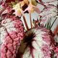 Trailing Begonia Plant Live, Rare Begonias Live Plant, 4-8 Inc Starter Indoor Outdoor Houseplant (Purple Green Begonia)