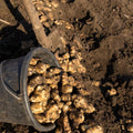 Set 5 of Jerusalem Artichoke Live Tubers, Sunchoke Bulbs for Planting, Vegetable Plant Garden