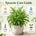 Epazote Live Plant, Epazote Herb Plant Starter 4 Inch Pot, Indoor Outdoor Planting