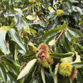 Hardy Chestnut Tree Live Plant 6-12 Inches Tall