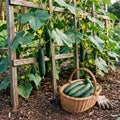 2PPP Cucumber Live Plants, Cucumber Vegetable Plant for Outdoor Planting
