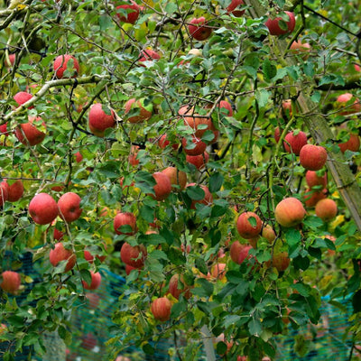 Live Honeycrisp Apple Tree, 2-3ft Tall