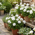 2 White Geranium Plants, Live Flowering Geranium Plant for Outdoor Indoor Garden, Spring Flowers, Hardy and Well Rooted, 2 Plants per Pot, 4-6 Inch Tall
