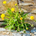 Dandelion Plant Live, Yellow Dandelion Live Plant in 4 Inc Potted