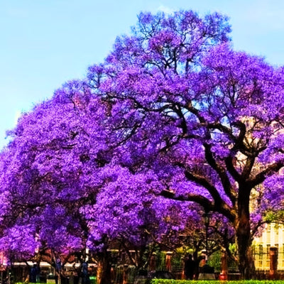 Blue Jacaranda Tree Live, Violet Jacaranda Mimosifolia Plant, 6-8 Inch Tall, Purple Blue Flowering Tree for Outdoor Landscaping